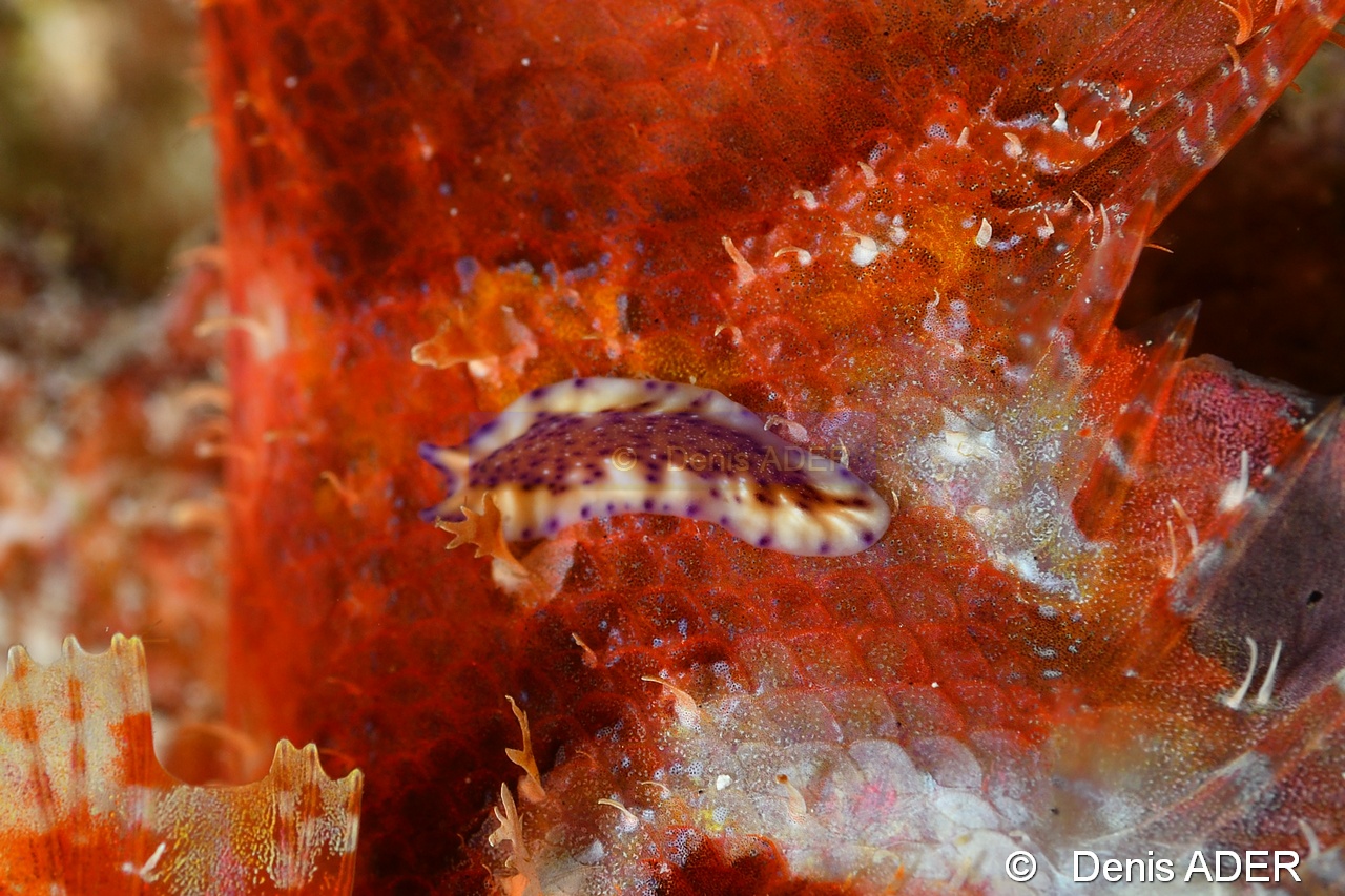 Scorpaenopsis barbatus Pseudoceros sp11-Wakatobi Sawa Fan garden-18m-20180528nuit-Denis-ADER-DSC_1540_tn.jpg
